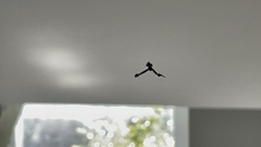 Stephanopis barbipes