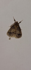 Limacodinae