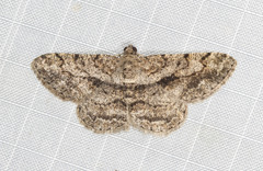 Psilalcis isombra
