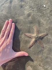 Astropecten