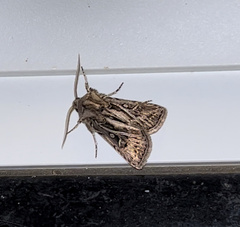 Agrotis gladiaria