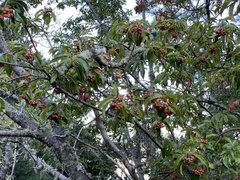 Photinia niitakayamensis