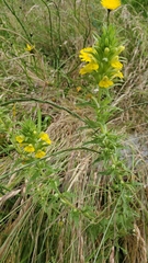 Bellardia viscosa