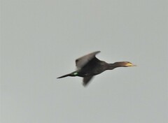 Phalacrocorax carbo