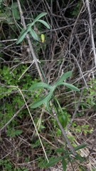 Trochomeria