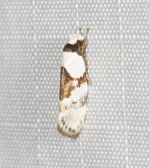Euphiltra epilecta