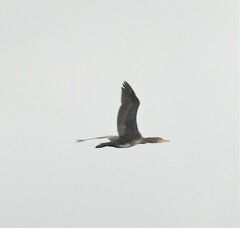 Phalacrocorax carbo