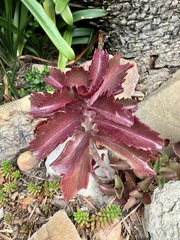 Kalanchoe sexangularis