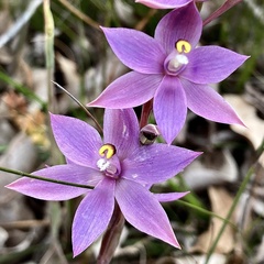 Thelymitra graminea
