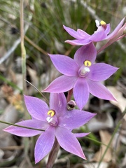 Thelymitra graminea