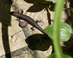 Lampropholis