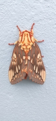 Citheronia