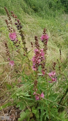 Sidalcea hendersonii