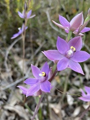 Thelymitra graminea
