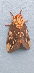 Citheronia