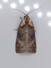 Cryptoptila australana