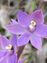 Thelymitra graminea