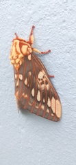 Citheronia