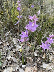 Thelymitra graminea