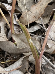 Thelymitra graminea