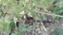 Apiaceae