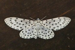 Antipercnia belluaria