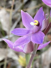 Thelymitra graminea
