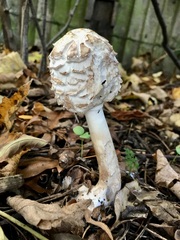 Chlorophyllum rhacodes