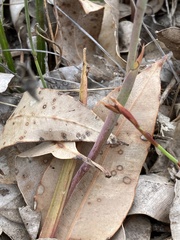 Thelymitra graminea