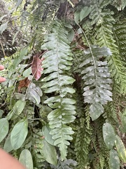 Arthropteris palisotii