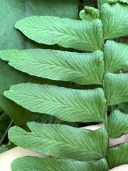 Arthropteris palisotii