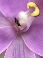 Thelymitra graminea