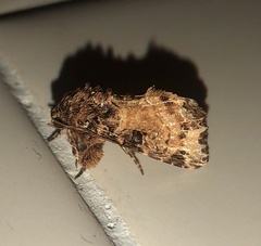 Callopistria rivularis