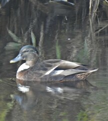 Anas platyrhynchos domesticus