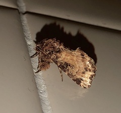 Callopistria rivularis