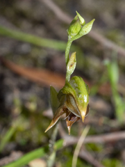 Pterostylis squamata