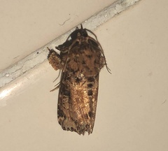 Callopistria rivularis