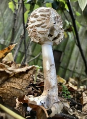 Chlorophyllum rhacodes