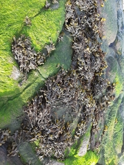 Fucus distichus
