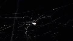 Trichonephila plumipes