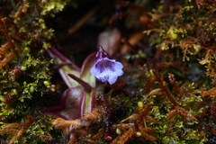 Pinguicula