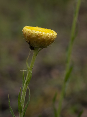 Coronidium scorpioides
