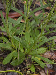 Coronidium scorpioides