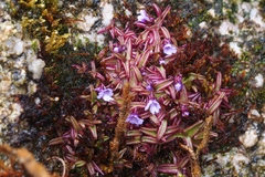 Pinguicula