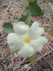 Thunbergia neglecta