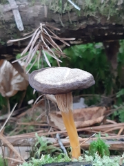 Craterellus tubaeformis