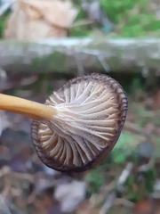 Craterellus tubaeformis