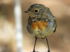 Erithacus rubecula rubecula