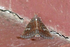 Condica illecta