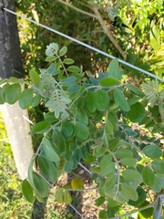 Sophora tomentosa